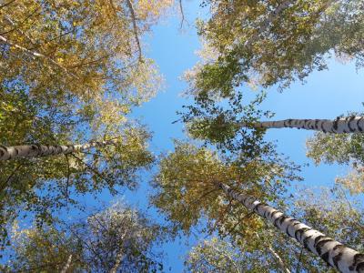 Прикрепленное изображение: 20191001_151739.jpg